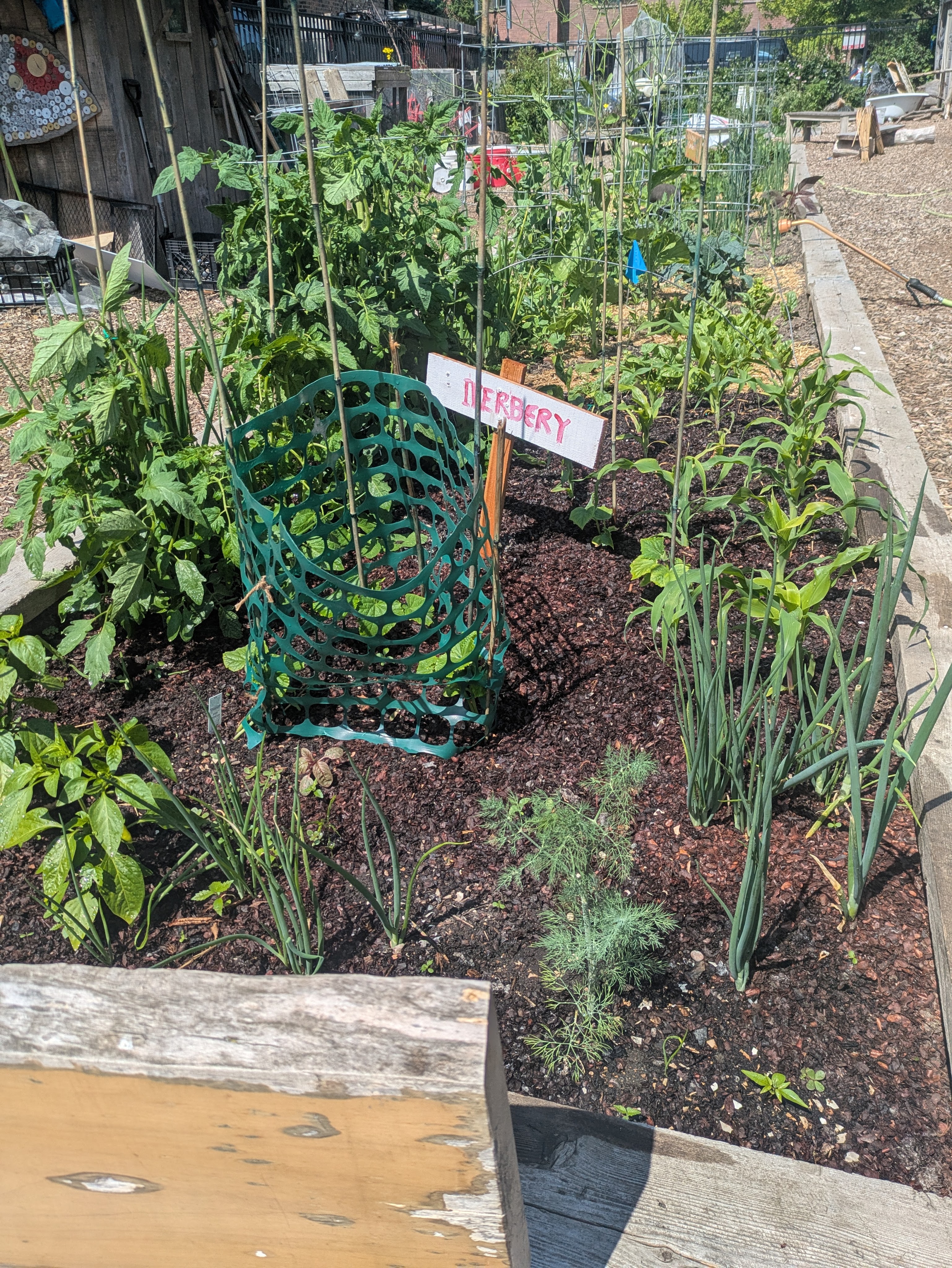 garden bed with plants